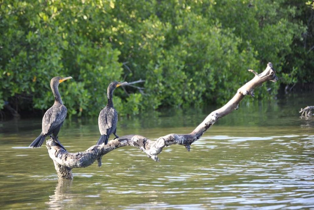 Rio Lagartos cormorani