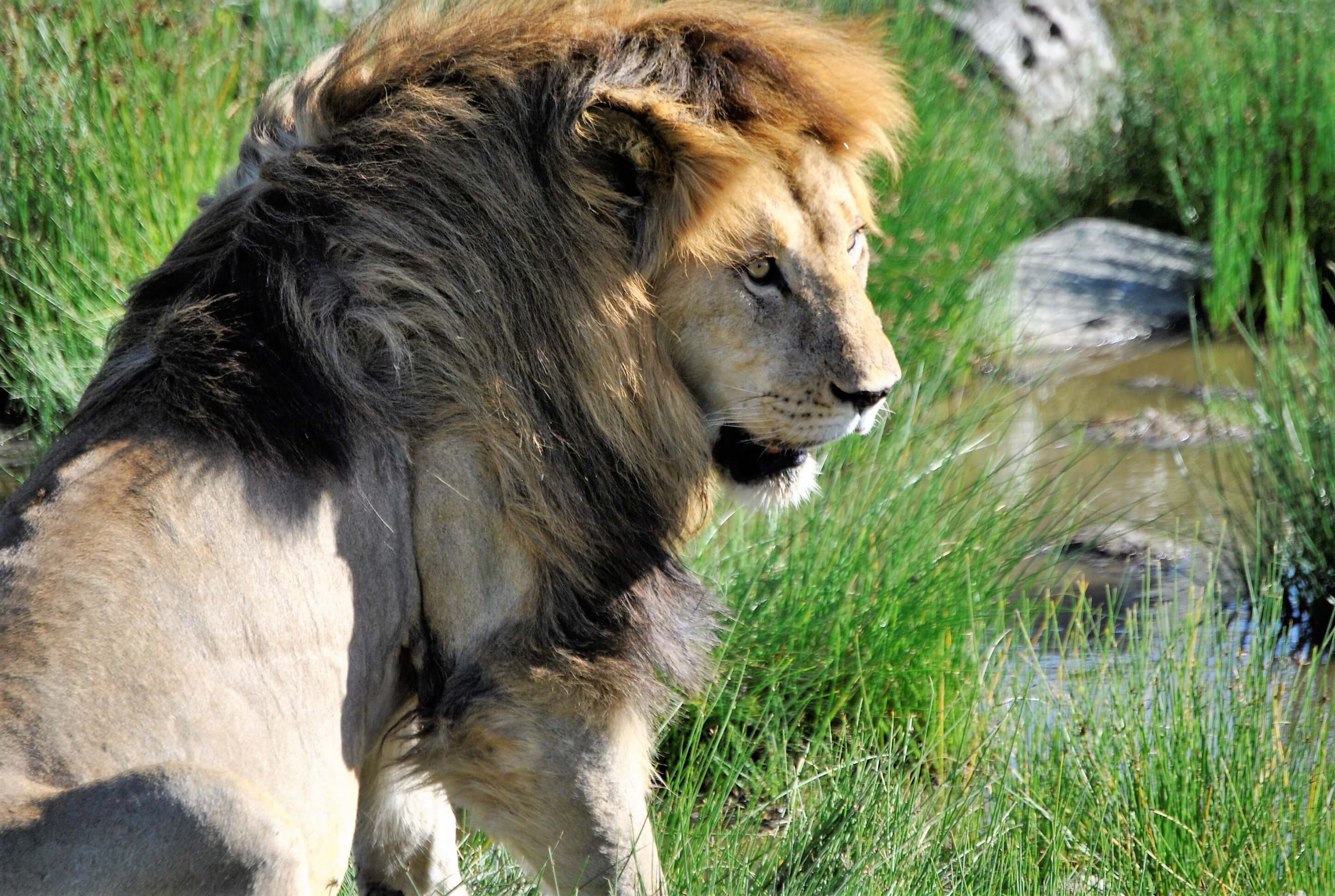 safari serengeti leone