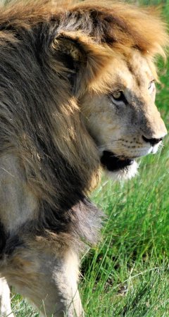 safari serengeti leone